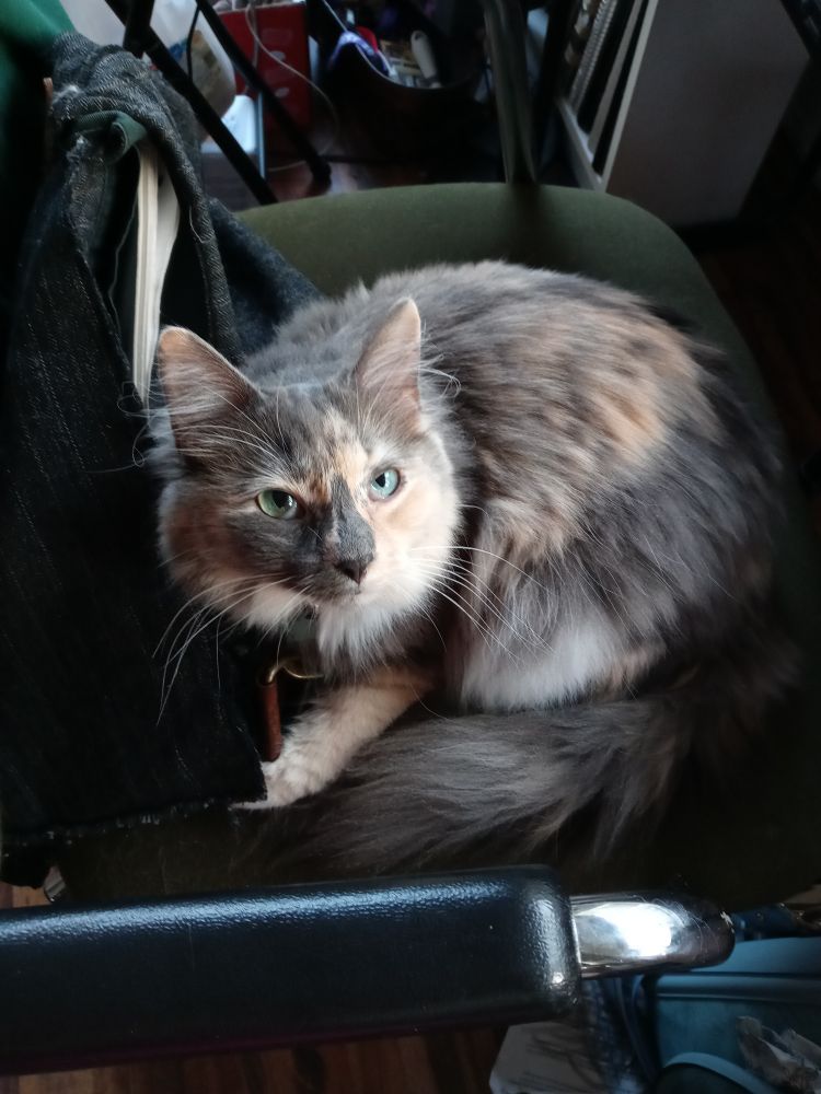Photo of my longhair cat Margo in an office chair. She has a diluted calico fur pattern (mostly grey with speckles of orange/cream throughout, and a white belly)