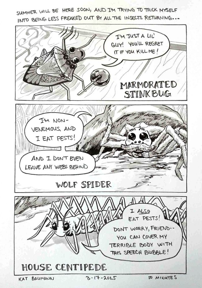 A 3-panel comic drawn in pen with inkwash shading. The top caption says "Summer will be here soon, and I'm trying to trick myself into being less freaked out by all the insects returning..."
Panel 1 shows a cutesy version of a Marmorated Stink Bug. He has big Steamboat Willy eyes and is waving one little leg at us and holding a lollipop with another leg while stink lines rise from his carapace. His speech bubble says "I'm just a lil' guy! You'll regret it if you kill me!"
Panel 2 shows a cutesy version of a wolf spider (one of the largest spiders in Minnesota, resembling a tarantula) peeking out from under a rock. The wolf spider has huge, cute shiny eyes, their fat, fuzzy fangs are transformed into a thick handlebar mustache and they're wearing a little bowtie. The speech bubble coming from the spider says "I'm non-venomous, and I eat pests! And I don't even leave any webs behind!"
Panel 3 shows a house centipede, with huge eyes that have little heart reflections in them. She's resting her little centipede head on her front legs all cute, and her speech bubble says "I also eat pests! Don't worry, friend-- you can cover my terrible body with this speech bubble!"
Beneath the comic is my signature (Kat Baumann), today's date (3-17-2025) and the time I spent drawing this (50 minutes)
