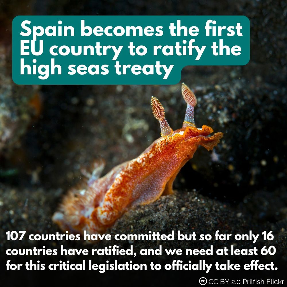Title: Spain becomes the first EU country to ratify the high seas treaty. Subtitle: 107 countries have committed but but so far only 16 countries have ratified, and we need at least 60 for this critical legislation to officially take effect. Image: Orange sea slug. Credit CC BY 2.0 Prilfish Flickr
