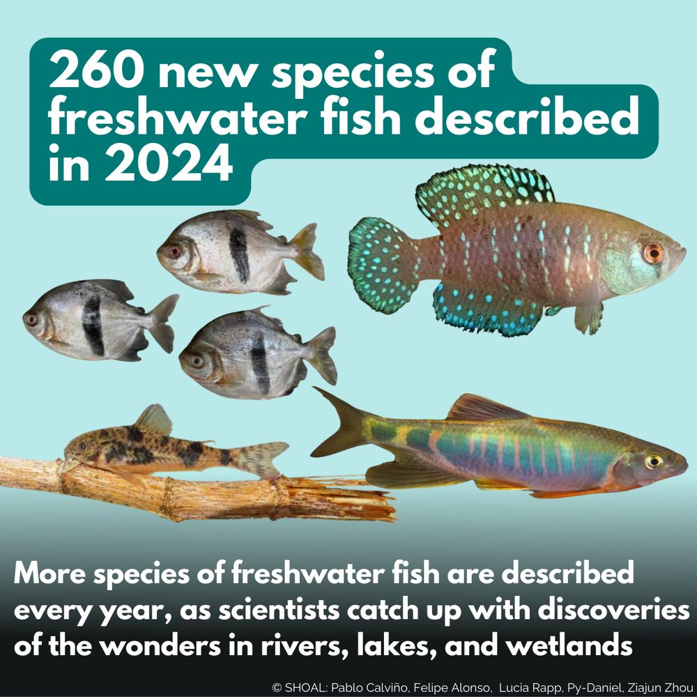 260 new species of freshwater fish described in 2024. Images of freshwater fish. Subtitle: More species of freshwater fish are described every year, as scientists catch up with discoveries of the wonders in rivers, lakes, and wetlands. Image credits: © SHOAL: Pablo Calviño, Felipe Alonso, Lucia Rapp, Py-Daniel, Ziajun Zhou
