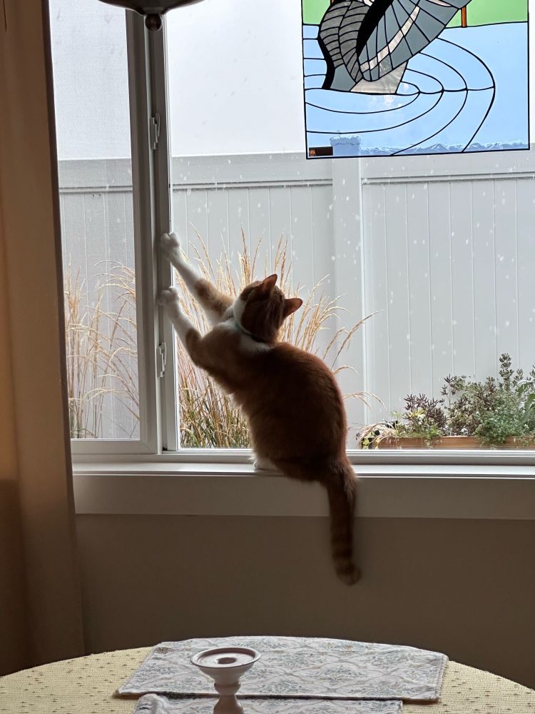 Cat in the window trying to catch snowflakes.