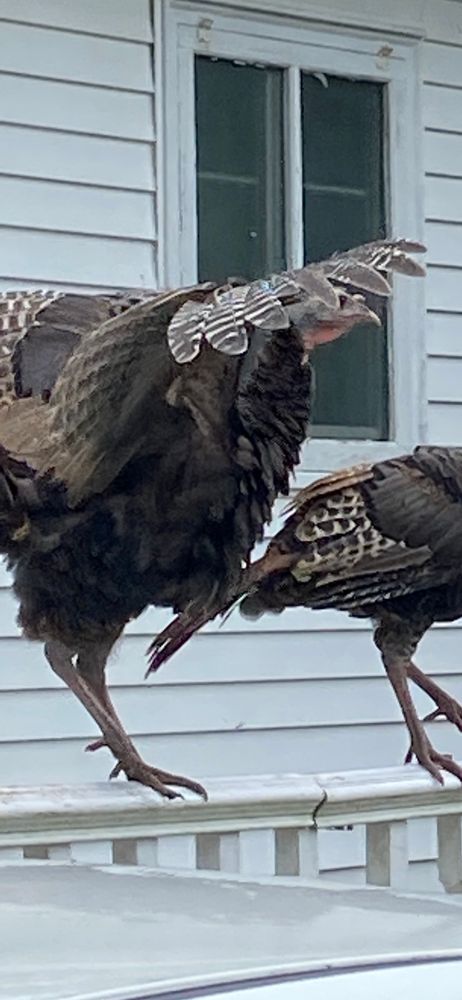 A Turkey perched on a porch railing stretching its wings