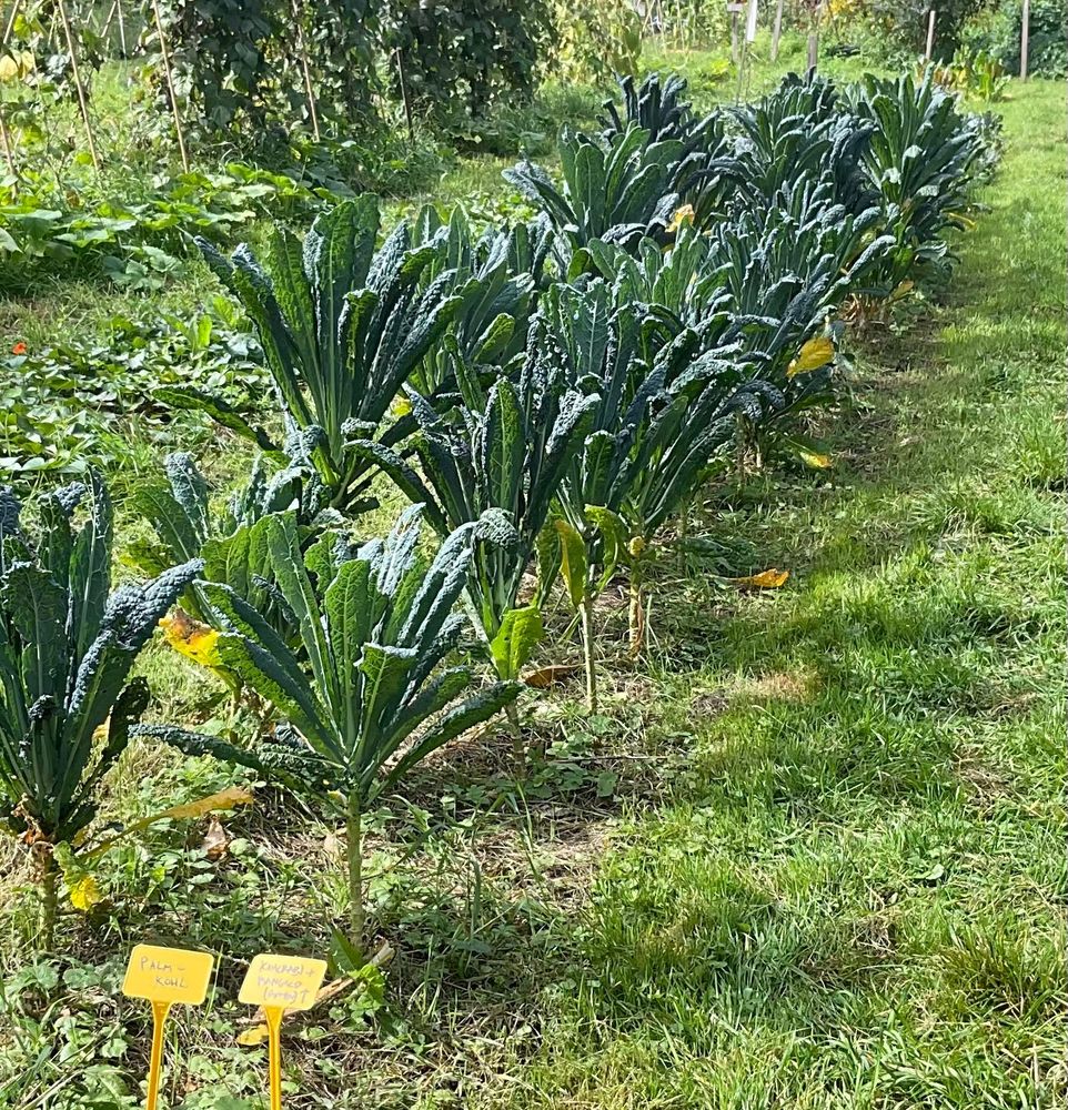 Palmkohl-Beet (eine Form des Grünkohls, dessen Blätter sich aber nicht kräuseln und der palmenartig wächst und aussieht)