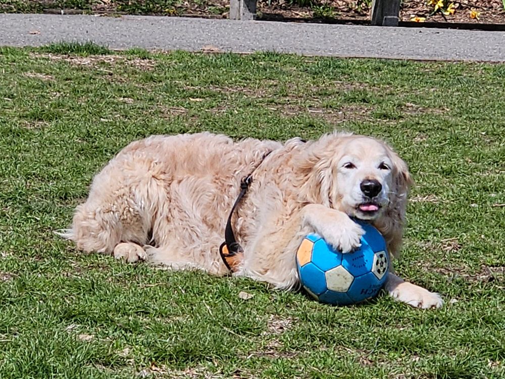 Golden retriever with its tongue out