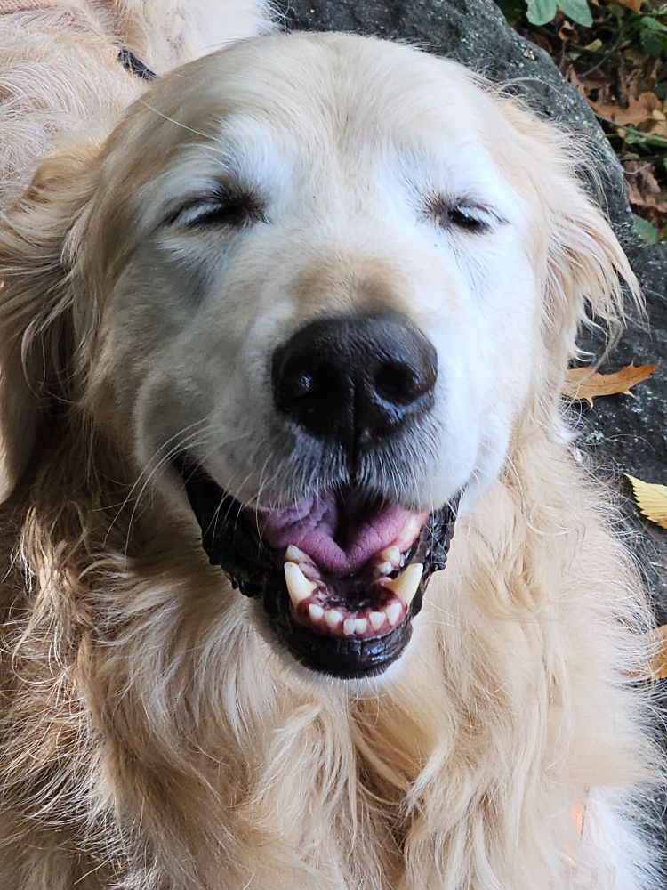 Close up of Golden Retriever Jackson Bird, eyes closed