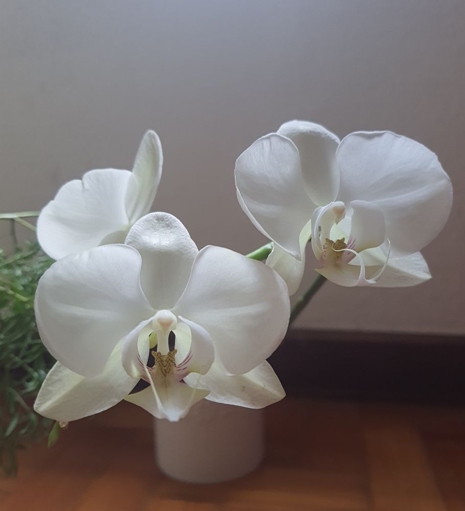 Vaso branco com orquídea do gênero Phalaenopsis com três flores brancas com pintinhas roxas