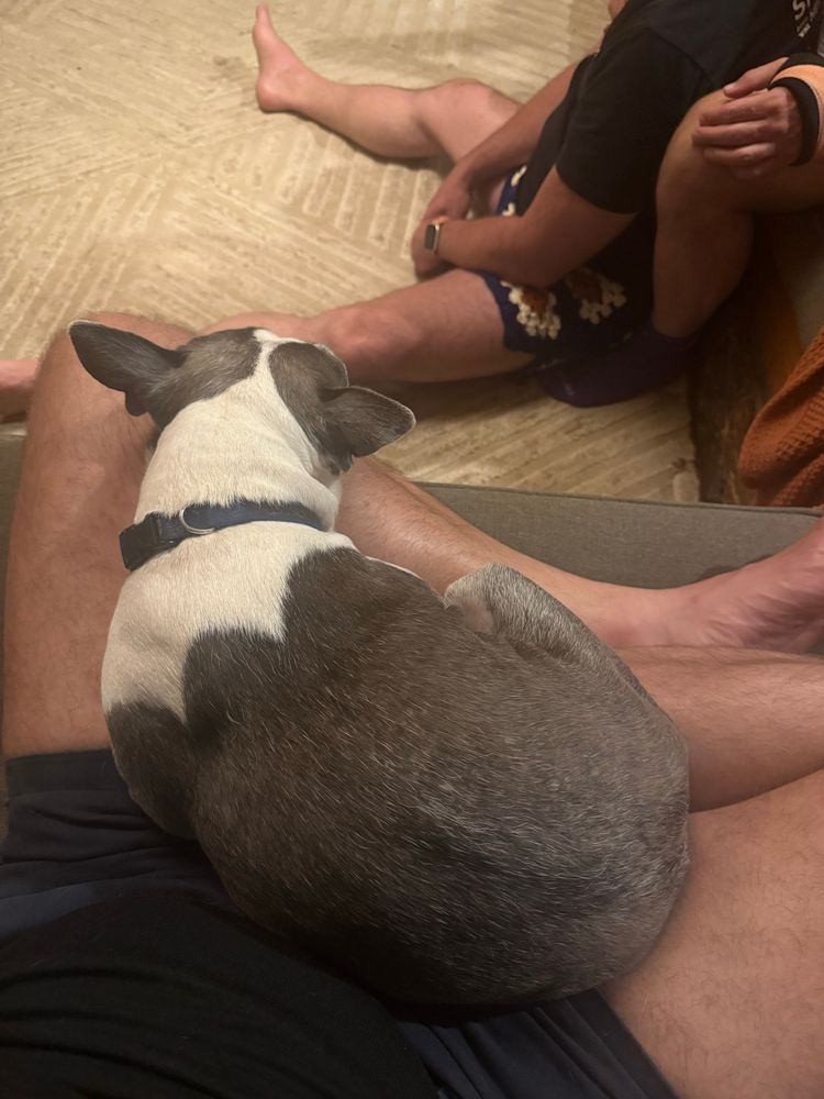 A cute Boston terrier on my lap