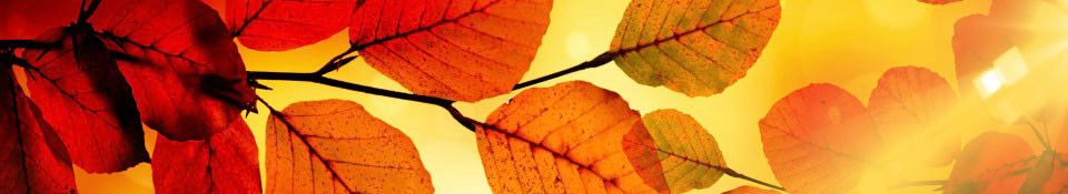 Autumn-colored leaves on a tree branch against the golden light of the sun.