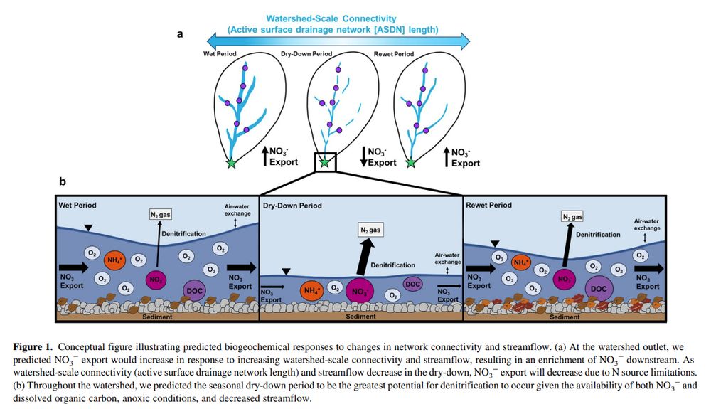 Conceptual figure illustrating predicted biogeochemical responses to changes in network connectivity and streamflow. (a) At the watershed outlet, we predicted NO3− export would increase in response to increasing watershed‐scale connectivity and streamflow, resulting in an enrichment of NO3− downstream. As watershed‐scale connectivity (active surface drainage network length) and streamflow decrease in the dry‐down, NO3− export will decrease due to N source limitations. (b) Throughout the watershed, we predicted the seasonal dry‐down period to be the greatest potential for denitrification to occur given the availability of both NO3− and dissolved organic carbon, anoxic conditions, and decreased streamflow.