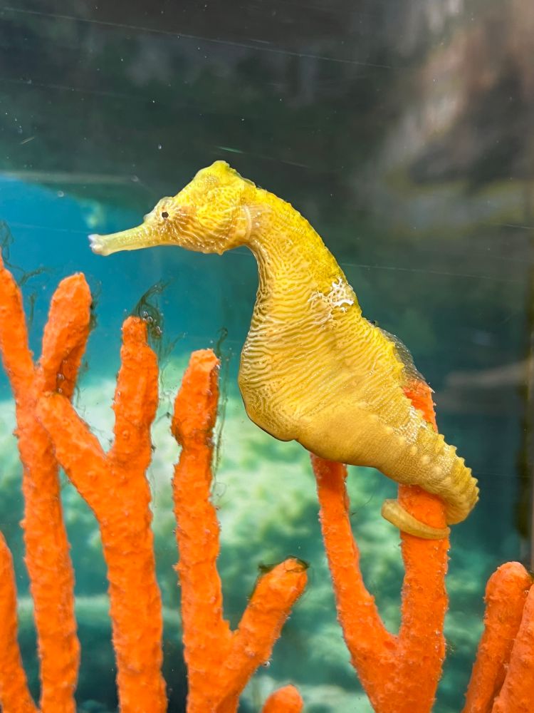 Yellow seahorse anchored on orange artificial coral, in an aquarium