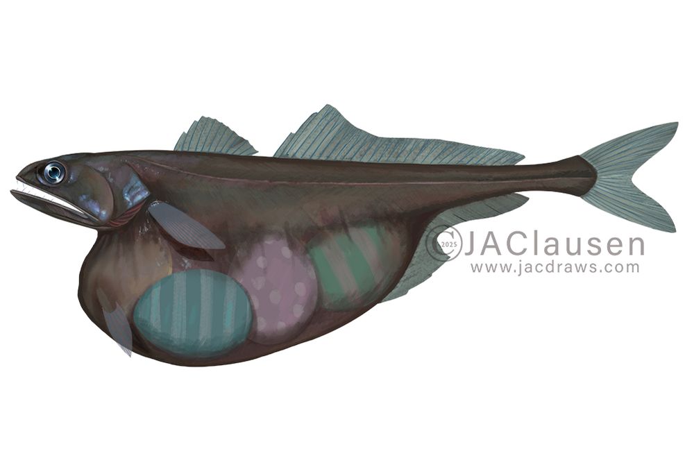 An in progress illustration of a Black Swallower fish. This fish lives in the deep sea and is brown to black in color with a long, thin body. It has a pretty large eye and very large mouth that leads to a stomach that can extend to several times its regular size, sometimes even becoming partly transparent. This allows the fish to eat prey larger than itself. In this illustration, I added some colorful Easter eggs in its stomach to fit with the Sunday Fish Sketch theme.