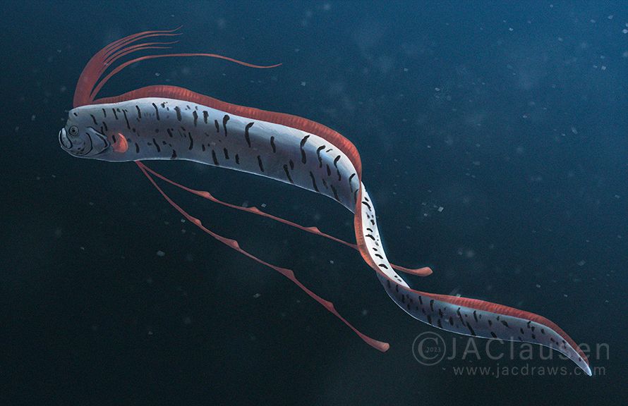 An illustration of an Oarfish swimming through deep water. The fish is dramatically lit from the top right side, its back and fins almost glowing in contrast to the dark blue background. Debris floats through the water.