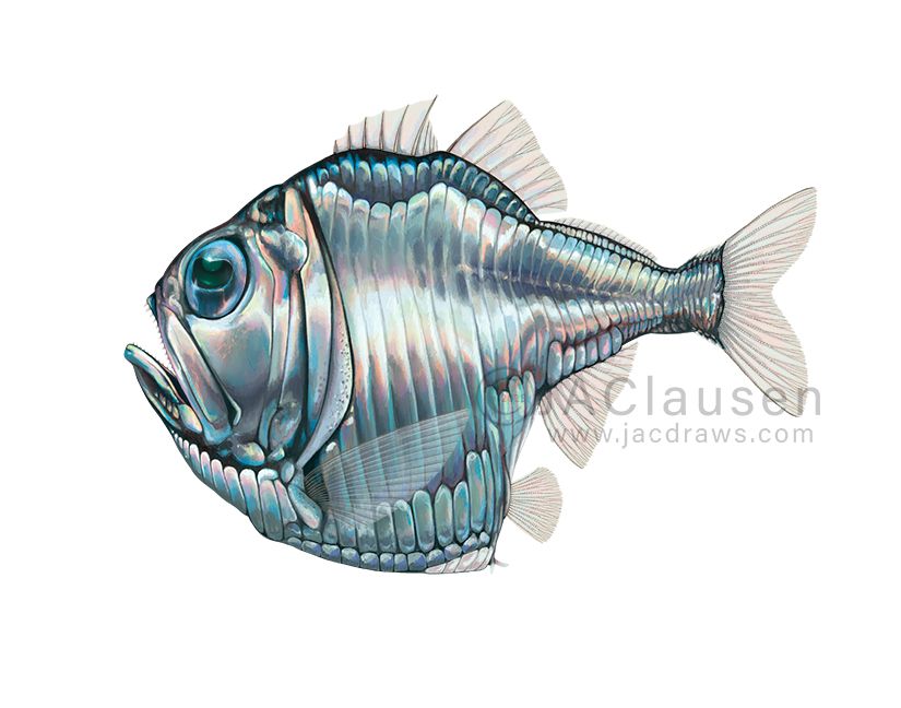 An illustration of an Atlantic Silver Hatchetfish (also called the Lovely Hatchetfish). The fish is very silvery and reflective and the body is shaped like the head of an axe, with the tail being the thinnest part (like the handle of an axe). The fins are light in color and mostly transparent, and they eye is large and faces upwards.