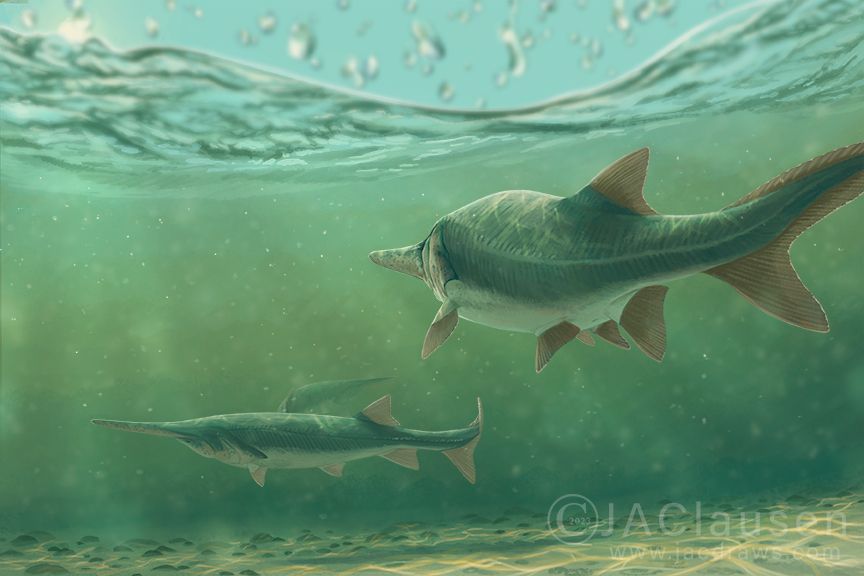 An illustration of the (now extinct) Chinese Paddlefish. The fish is swimming away from the viewer, and the water is a slightly murky, greenish color. Two other paddlefish can be seen swimming in the background. The river bottom is silty with scattered rocks and stones.