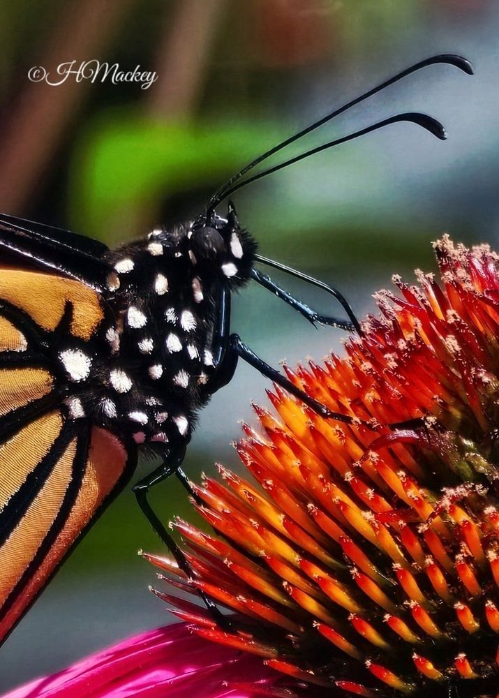 Close-up of a Monarch butterfly sipping nectar from the center of a coneflower