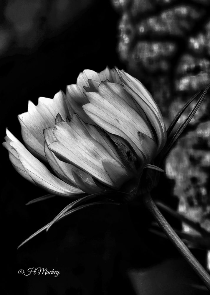 A black and white close-up side shot of a cosmos flower with its petals curled upward