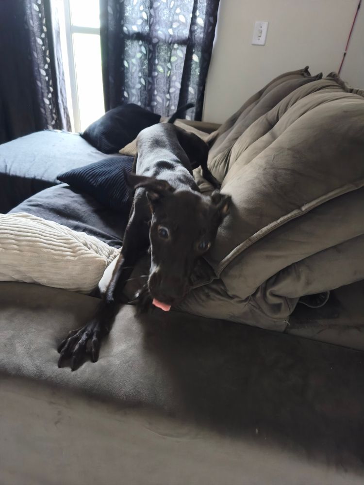 nadja no sofá, com os olhos bem abertos olhando pra bolinha no chão (fora da foto) e a ponta da língua de fora