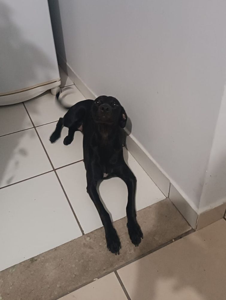cachorrinha nadja deitada no chão fazendo a maior cara de coitada, abanando o rabo freneticamente