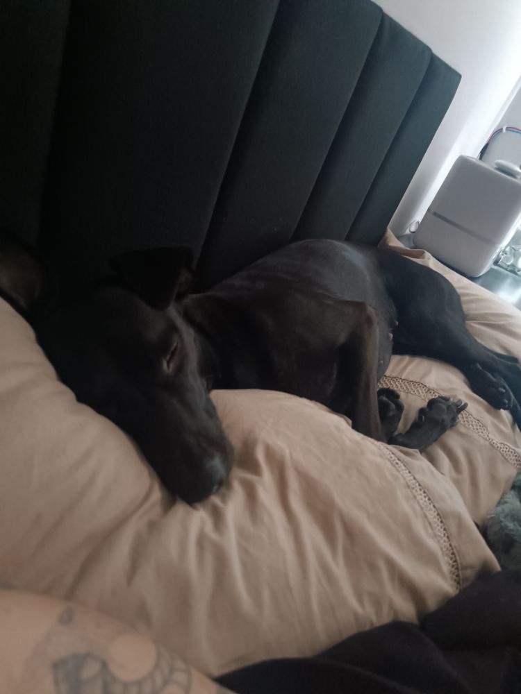 cachorrinha nadja deitada sobre não um, mas dois travesseiros na minha cama, enquanto eu uso uma pontinha que sobrou. ela é uma SRD preta e dorme profundamente.