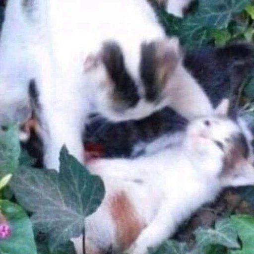 montagem? que parece mostrar um gato adulto colocando o corpo estirado de um gatinho filhote cansado sobre o chão cheio de folhas