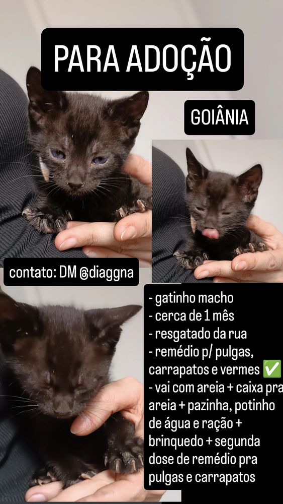 colagem de três fotos de um filhotinho de gato preto na minha mão, escrito as mesmas informações do tweet