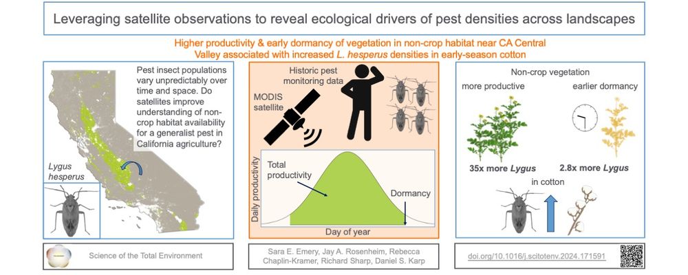 graphical abstract of linked paper titled "Leveraging satellite observations to reveal ecological drivers of pest densities across landscapes." The first panel has an image of Lygus hesperus, a map of California and says "Pest insect populations vary unpredictably over time and space. Do satellites improve understanding of non-crop habitat availability for a generalist pest in California agricultue?" The second panel had a stick figure scanning the horizon, 4 Lygus hesperus with the words "historic pest monitoring data" and an image of a satellite with figure below showing a normal distribution curve with day-of-year on the x-axis and "daily productivity" on the y axis. The area under the curve is labeled "total productivity and the tail end is labeled dormancy. The right panel says "non-crop vegetation that is more productive results in 35 times more Lygus in cotton, non-crop vegetation with later dormancy results in 2.8 times more Lygus in cotton.