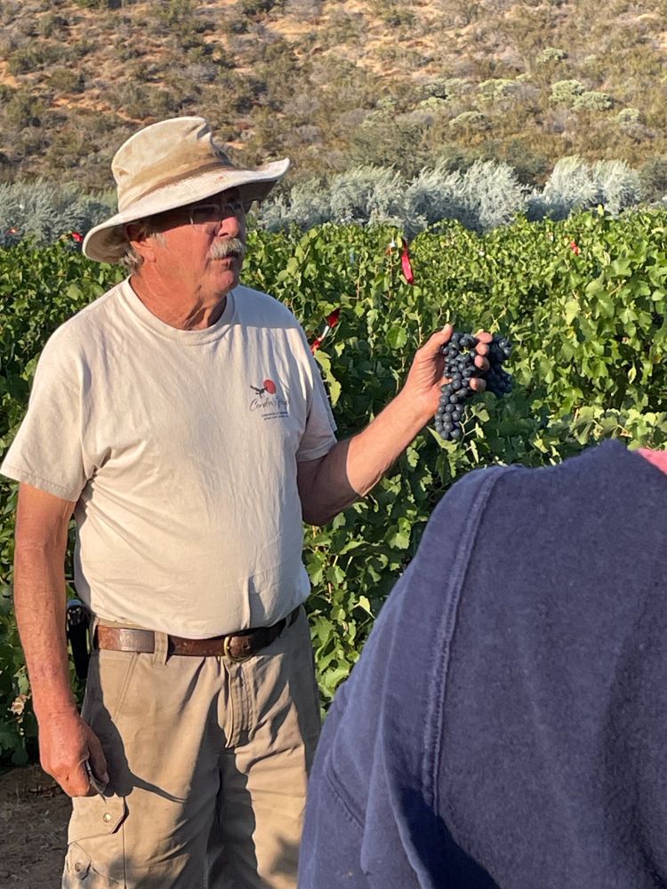 Steve Gliessman, an older farmer in a hat/retired agroecology professor, holding up a bunch of Shiraz grapes he just cut off the vine
