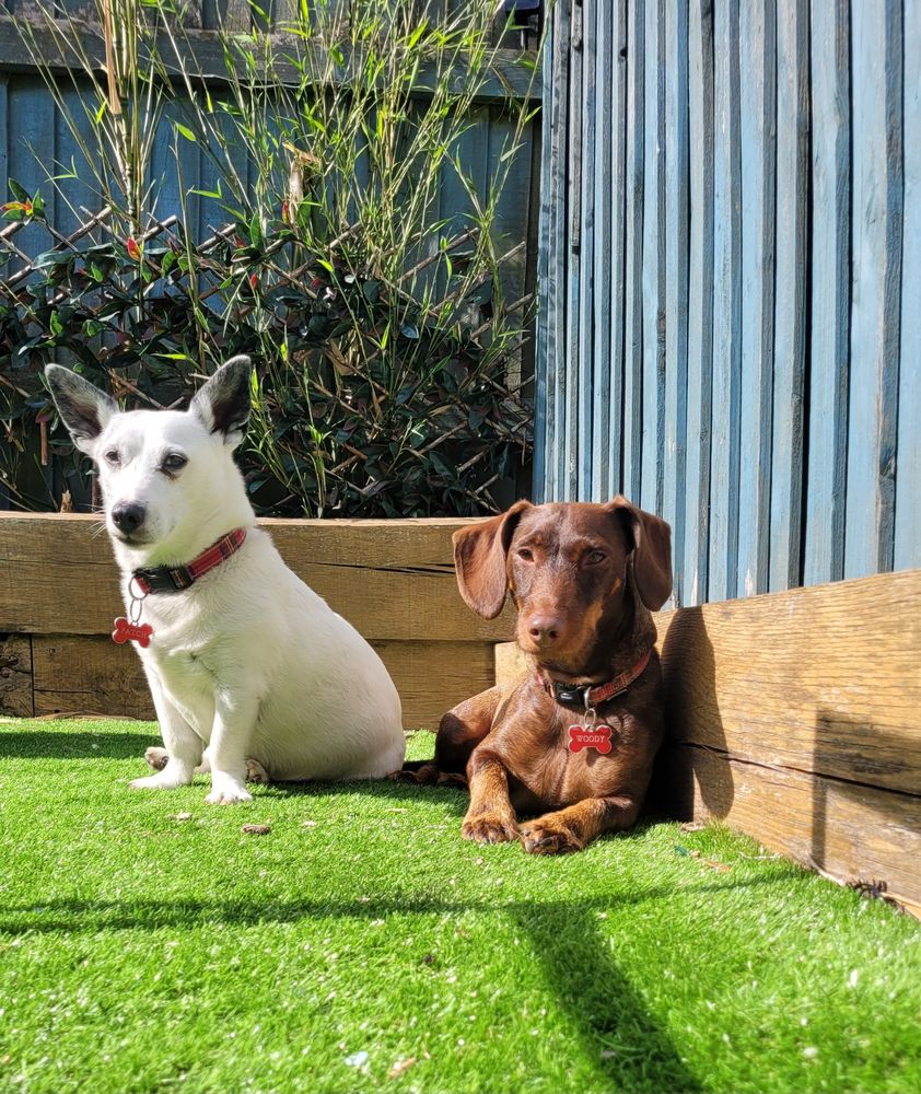 Holly's dogs Patch and Woody. Patch is a white terrier cross with black ears and a black patch that is grey, while Woody is a tan dachshund spaniel cross.