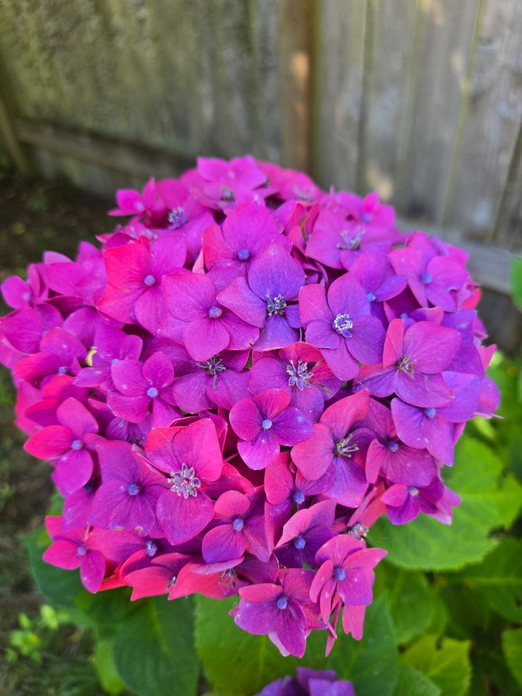 A half-pink, half-purple hydrangea blossom with blue centers.