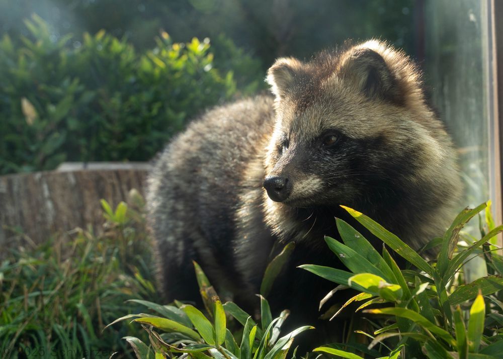 長野県飯田市の飯田市立動物園に住むポコちゃんが飛び出してきた。飯田はいいぞ？たぬきはいいぞ！