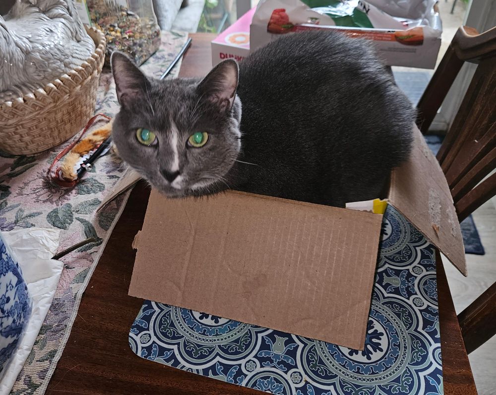 Gray cat in box