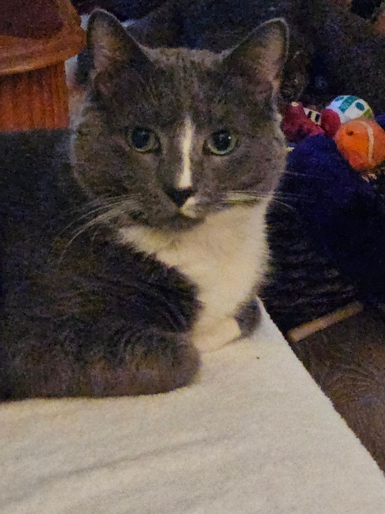 Gray and white cat with green eyes ( Freddy )