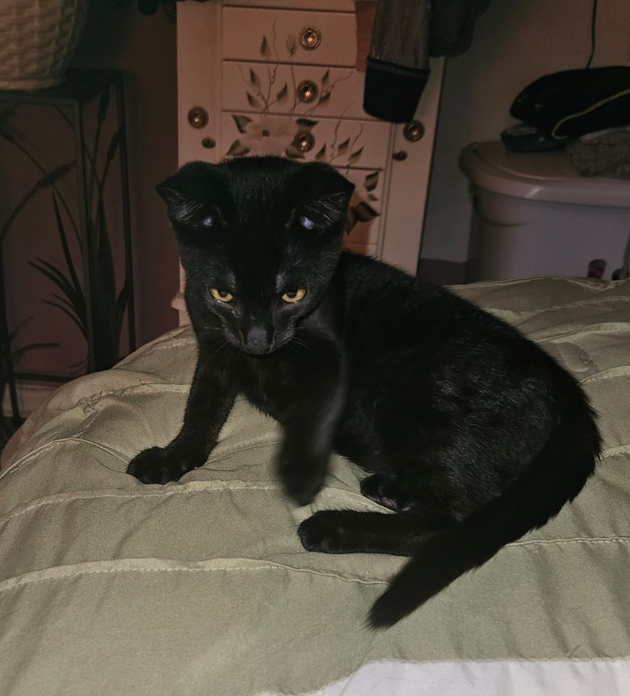 3 month old black kitten on bed