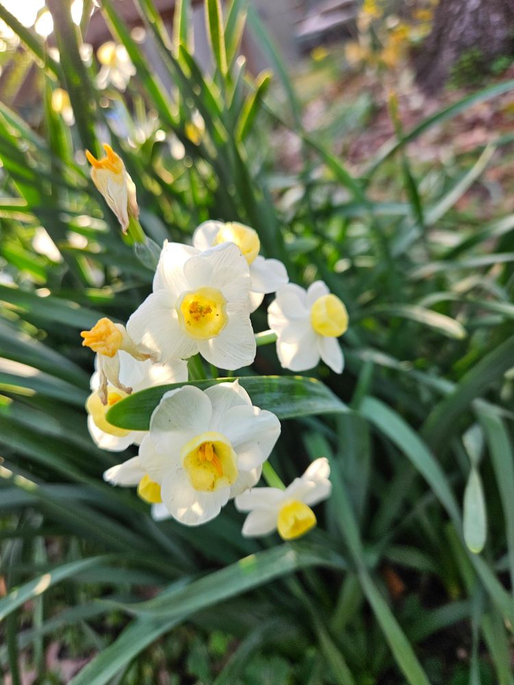 Daffodils 