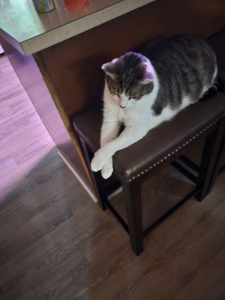 Cat on stool with front paws crossed 