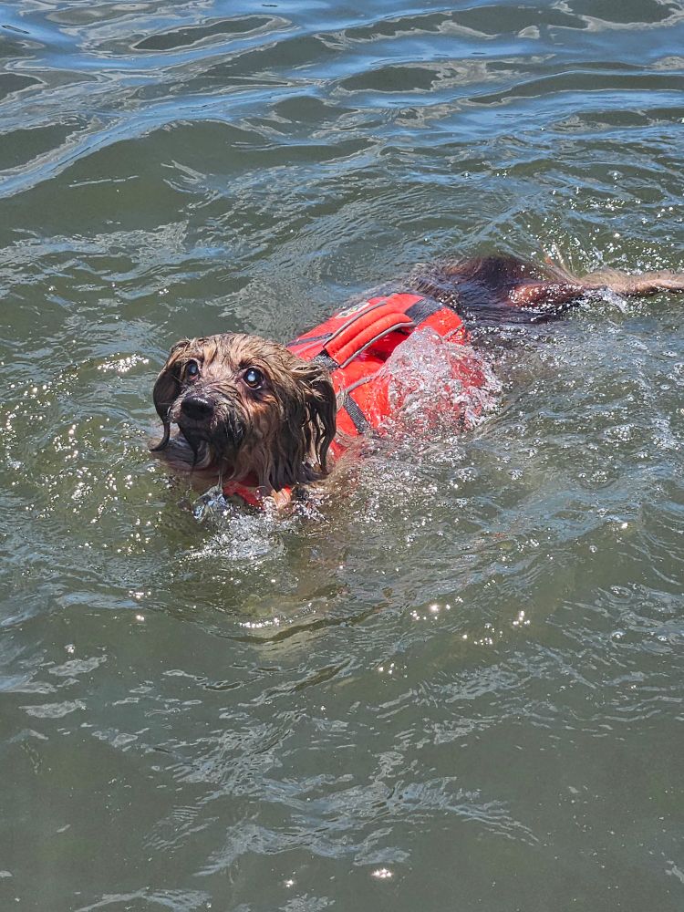 Little dog swimming with doggy life vest on 