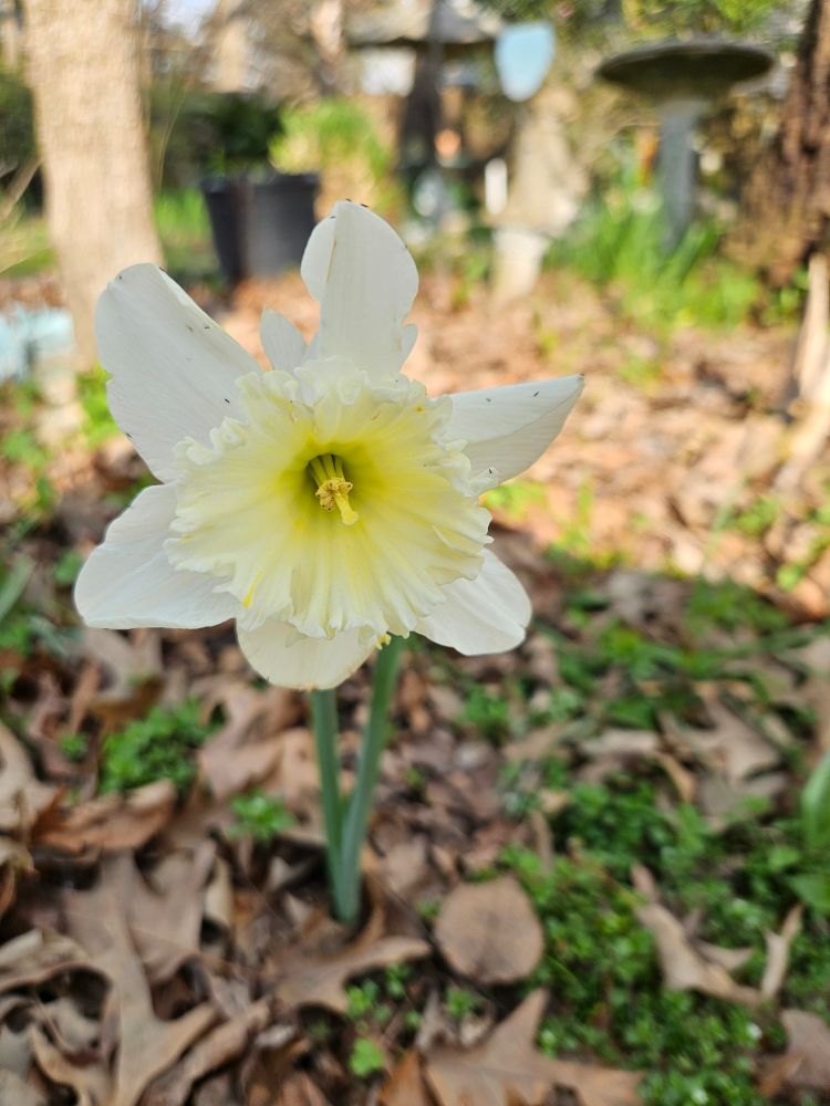 Daffodil flower