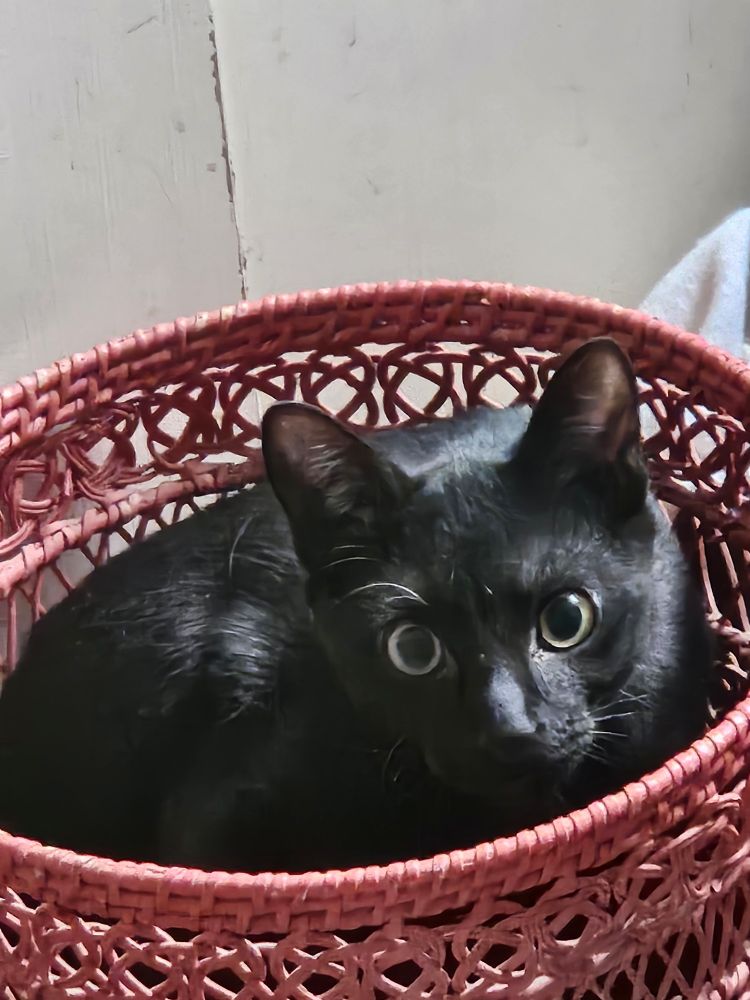Black cat in pink wicker basket. 