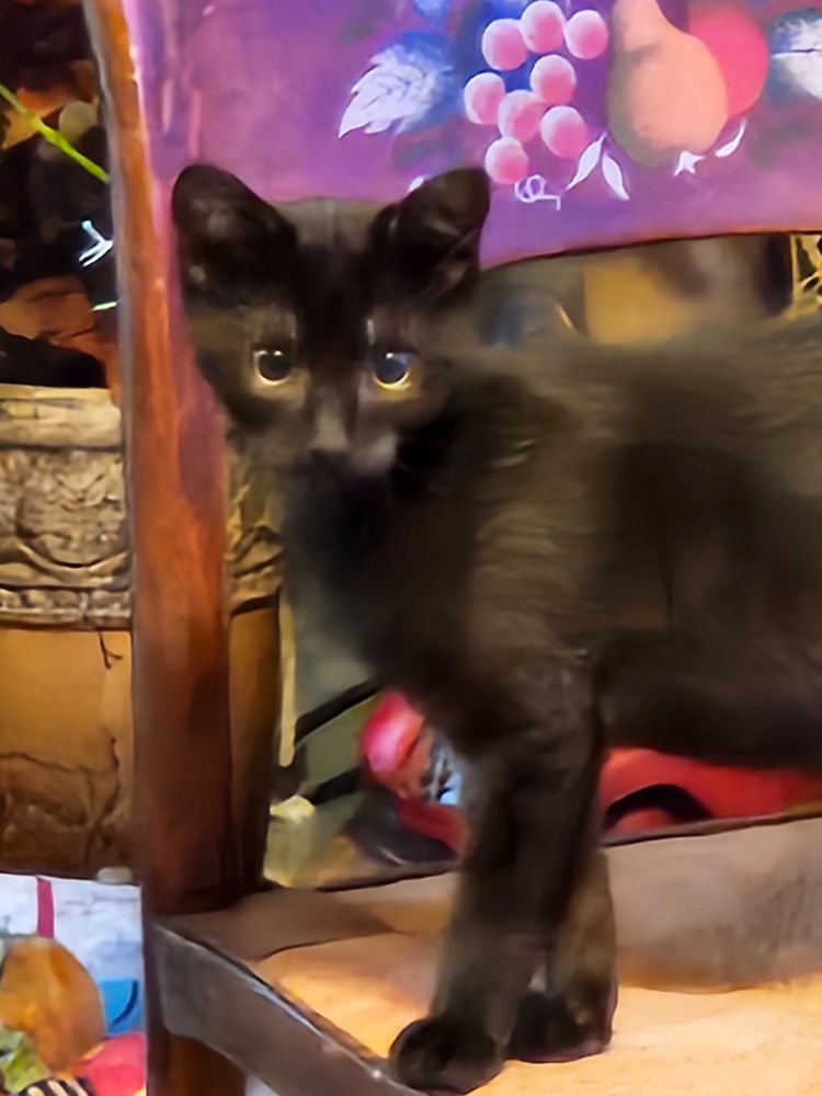 Black 3 month old kitten on a chair