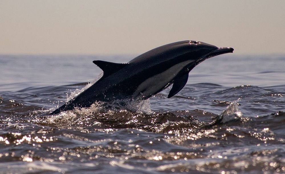 A singular Long Beaked Common Dolphin breaches in muddy red tide ocean water.