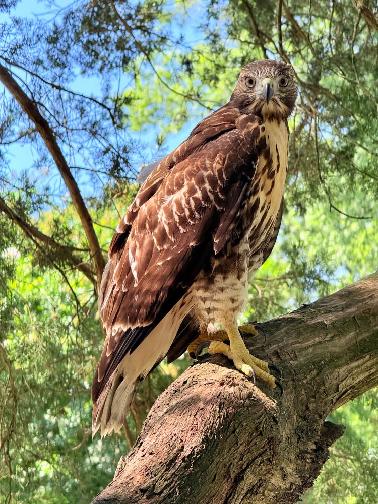 A red tailed hawk sitting on a tree branch, his head tilted to look directly at the camera