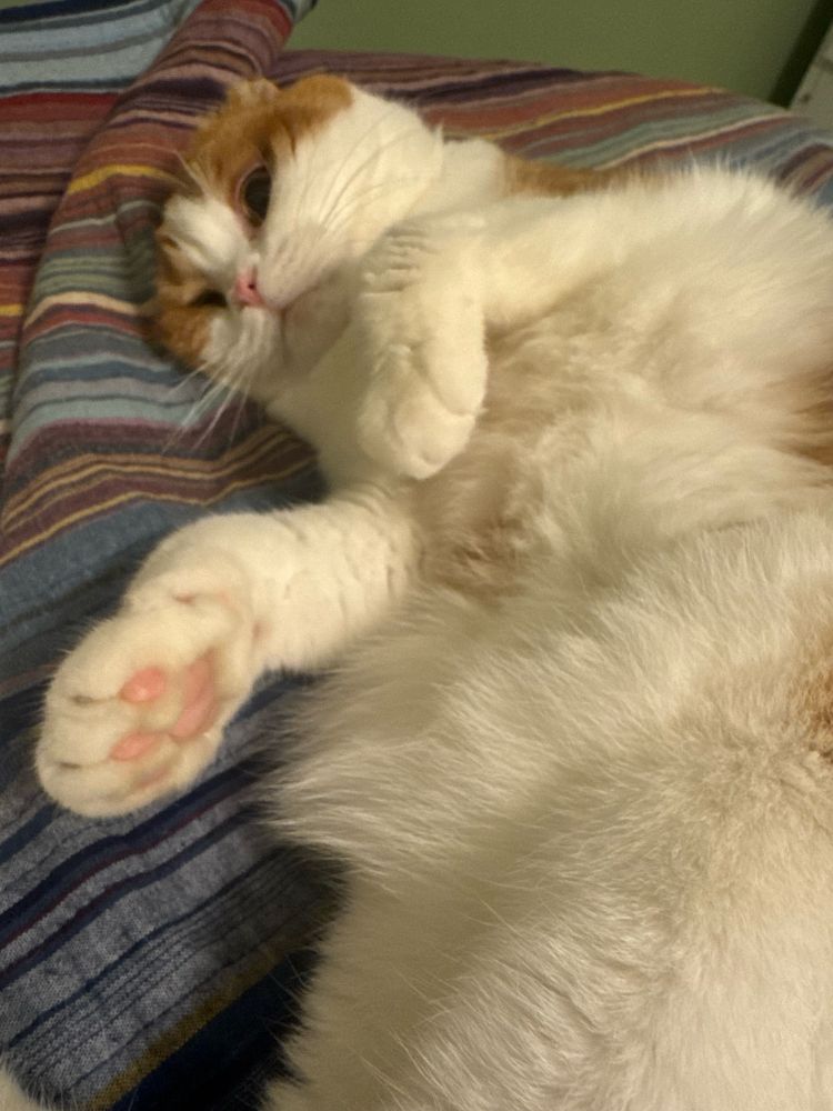 Nacho, an orange and white Scottish fold cat, lays on a blanket with his fluffy kitty tummy on full display 