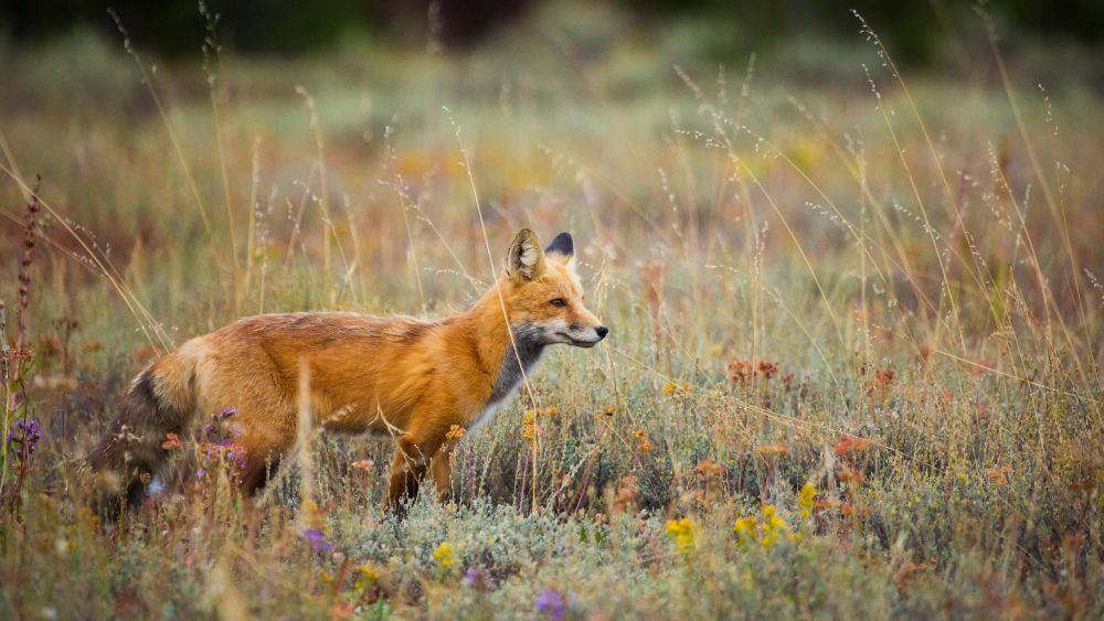 Zero fox given! National Park visitors urged to keep an eye on their footwear after furry thief pinched over 30 pairs of shoes in just three weeks