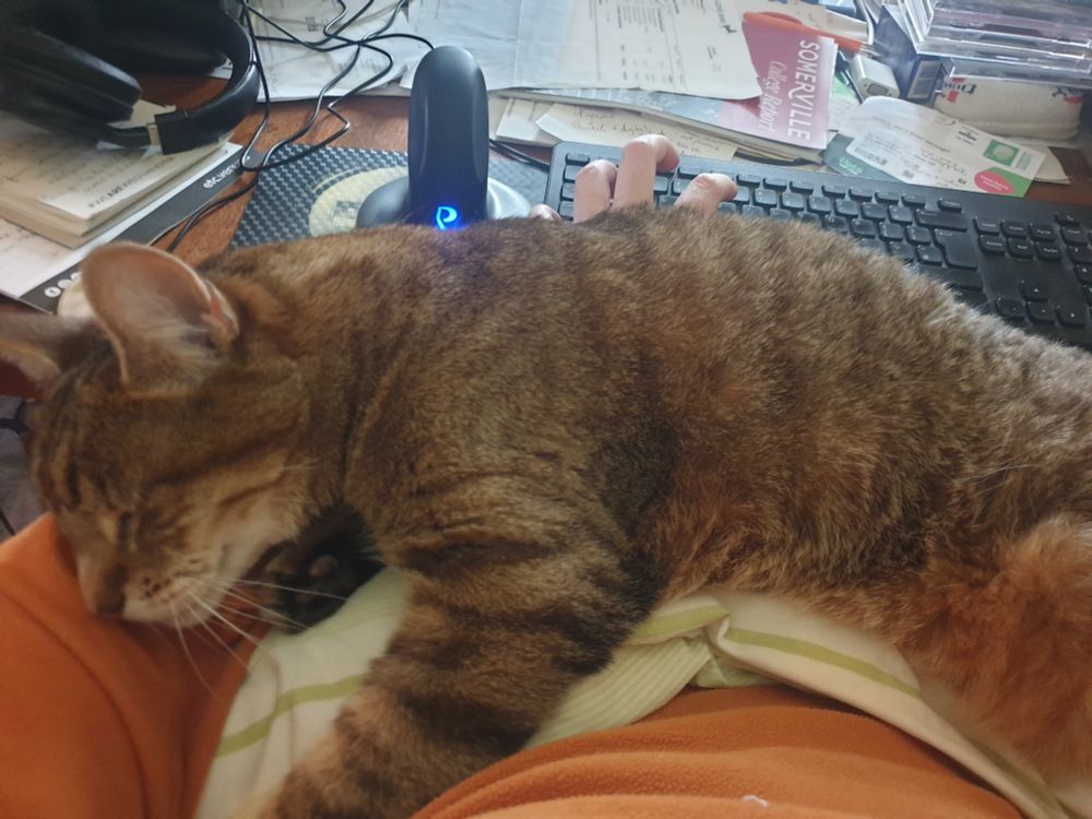 A cat resting on the arm of someone trying to use a keyboard