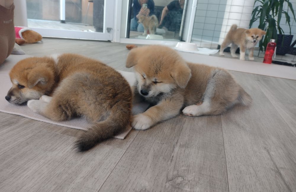 Two young brown puppies resting on the floor.