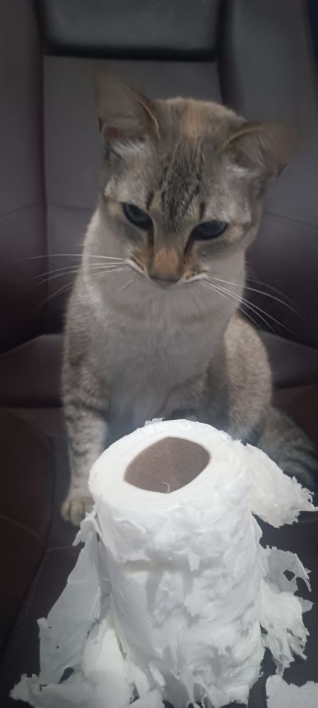 Gatinha com um papel higiênico arranhado e rasgado pelas suas unhas