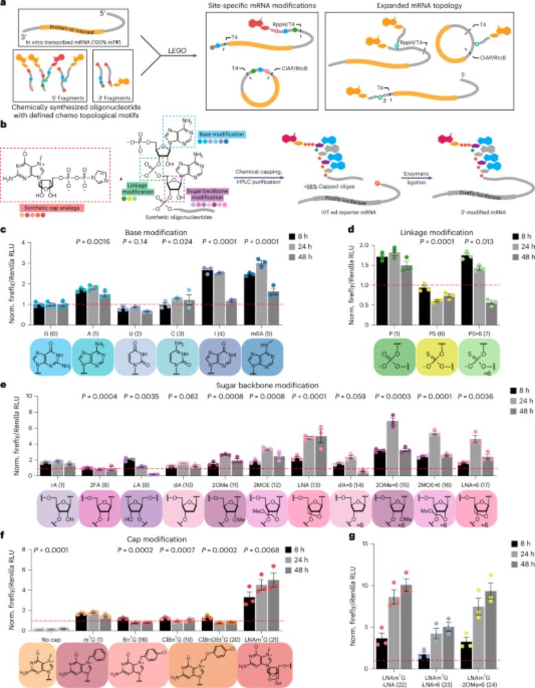 Chemical and topological design of multicapped mRNA and capped circular RNA to augment translation - Nature Biotechnology