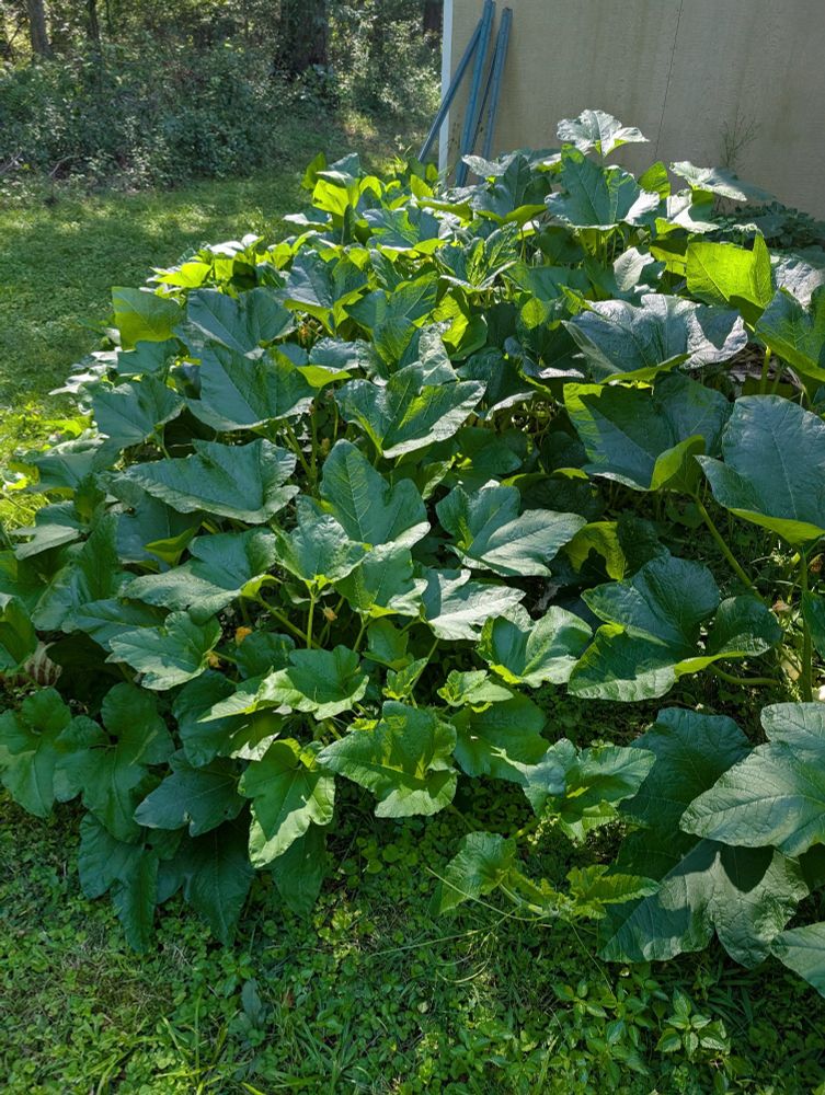 Photo of a large pumpkin plant in the afternoon light. 