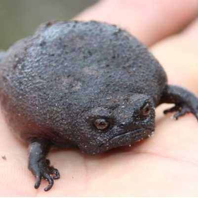 A black rain frog having an existential crisis on someone's hand 