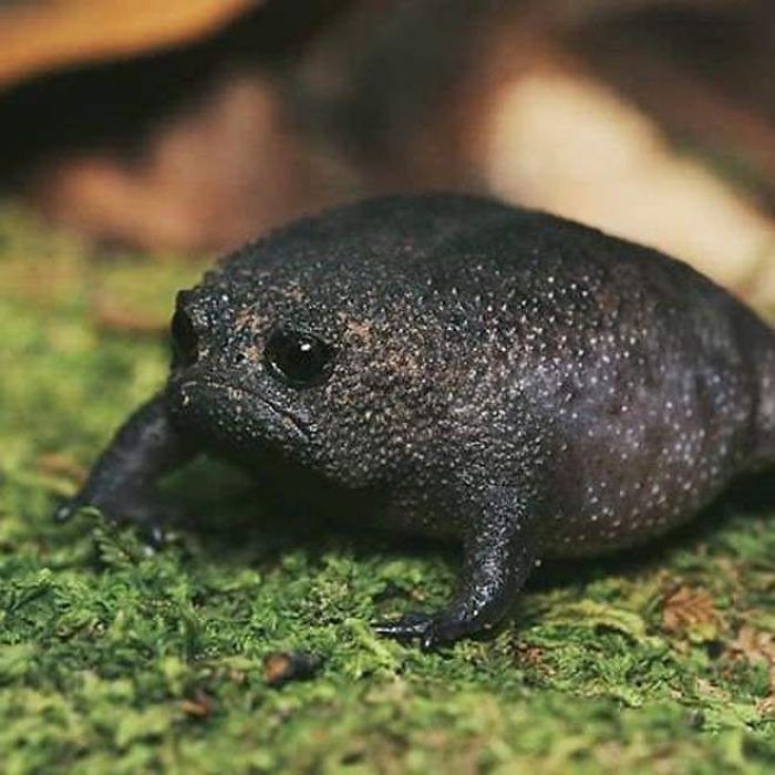 An African rain frog. Imagine a depressed avocado.